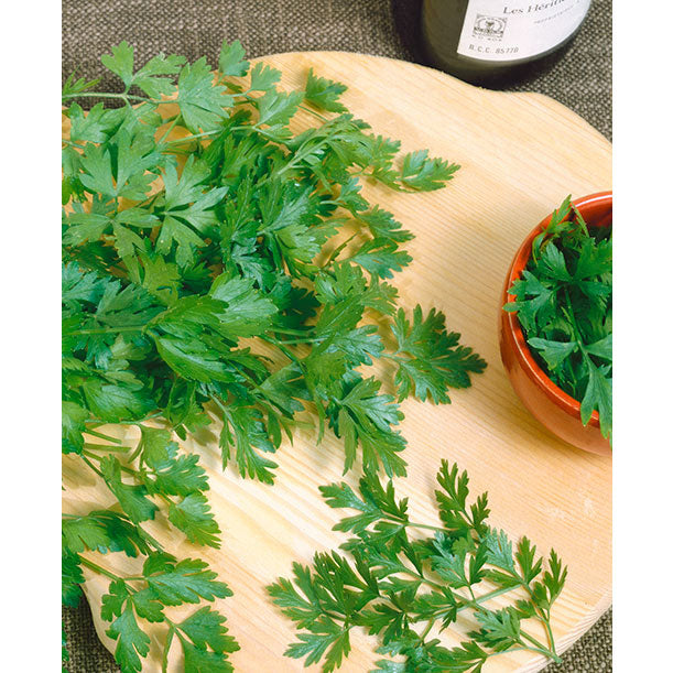 Italian Dark Green Parsley Seeds
