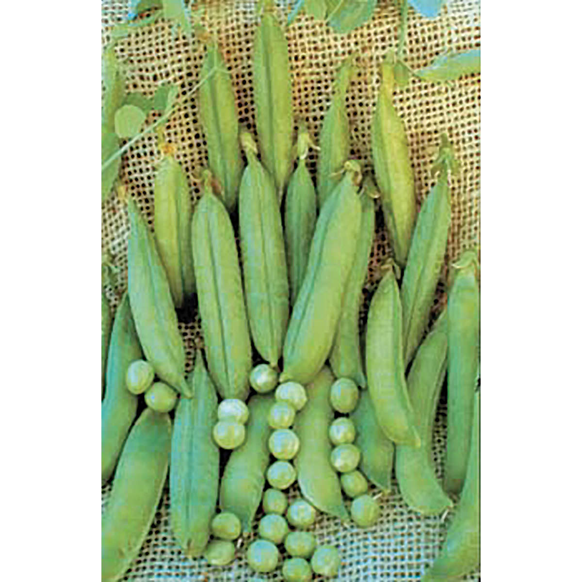 Lincoln Shelling Pea Seeds