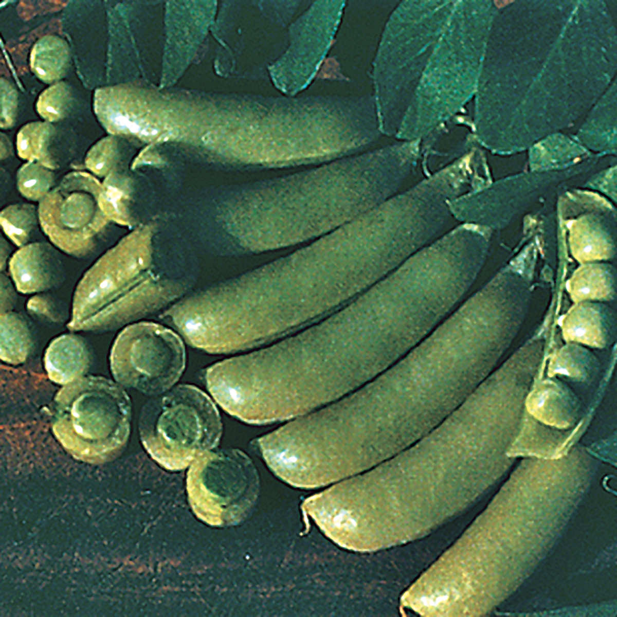 Sugar Ann Snap Pea Seeds