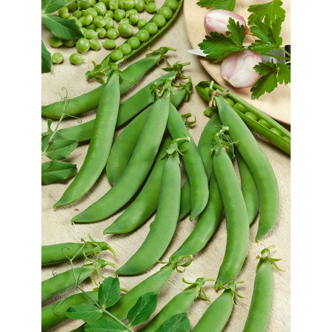 Certified Organic Sugar Daddy Snap Pea Seeds