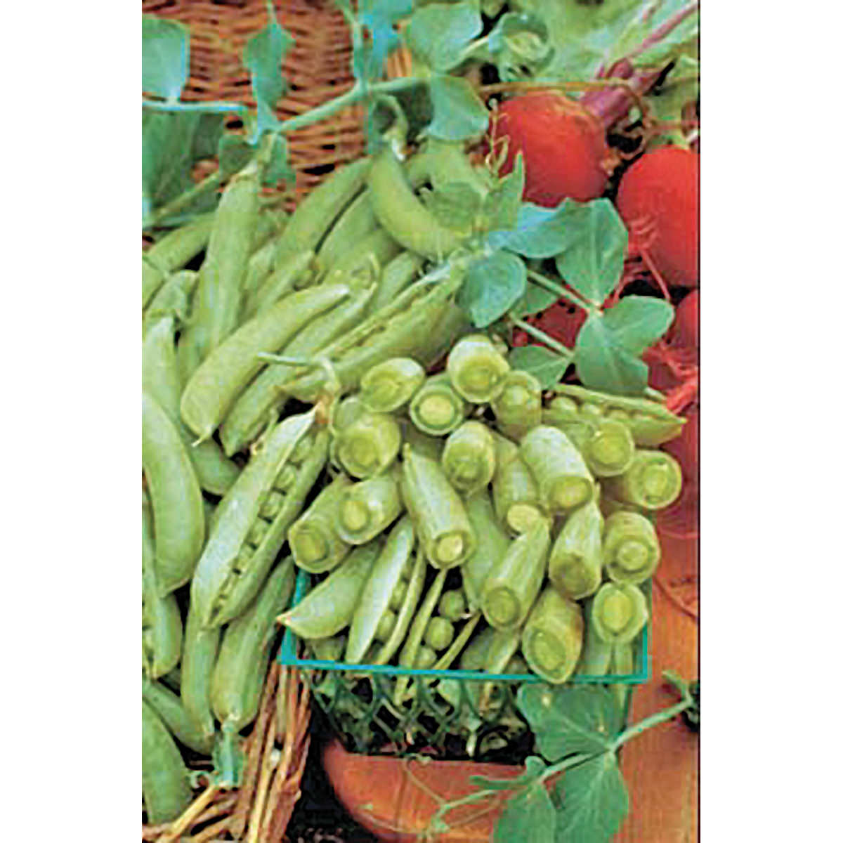 Sugar Snap Pea Seeds