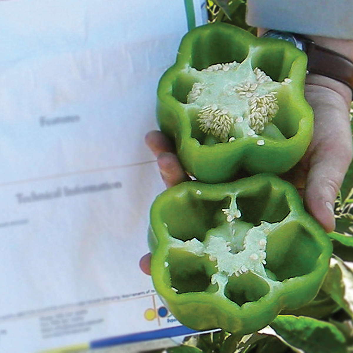 plant bell pepper seeds Leopard F1 Hybrid Sweet (Bell) Type Pepper Seeds – NE SEED