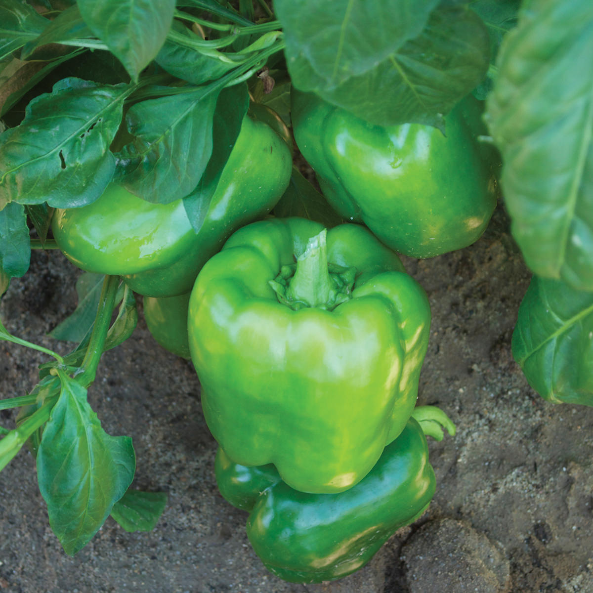 Jaguar F1 Hybrid Sweet (Bell) Type Pepper Seeds