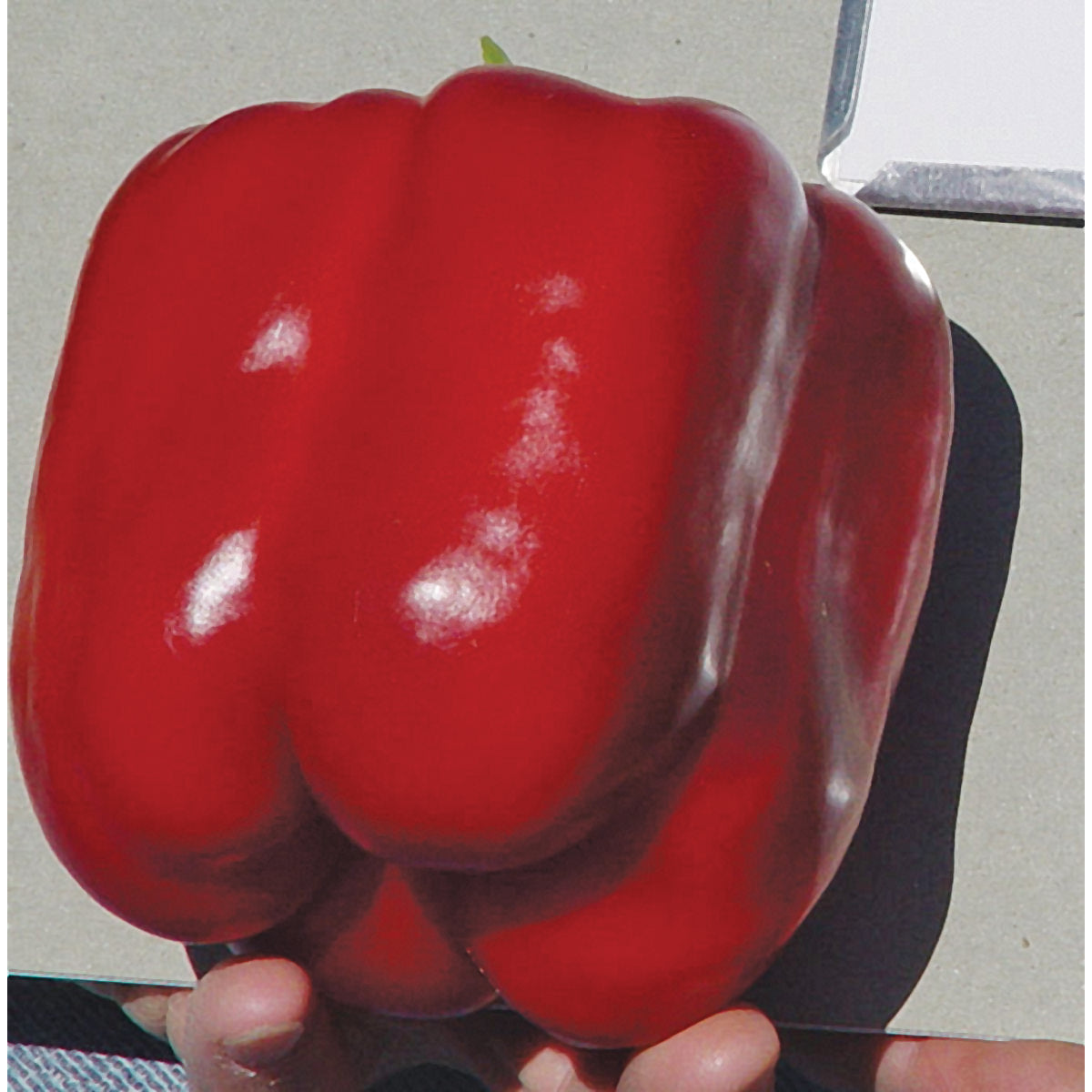 Lynx Improved F1 Hybrid Sweet (Bell) Type Pepper Seeds