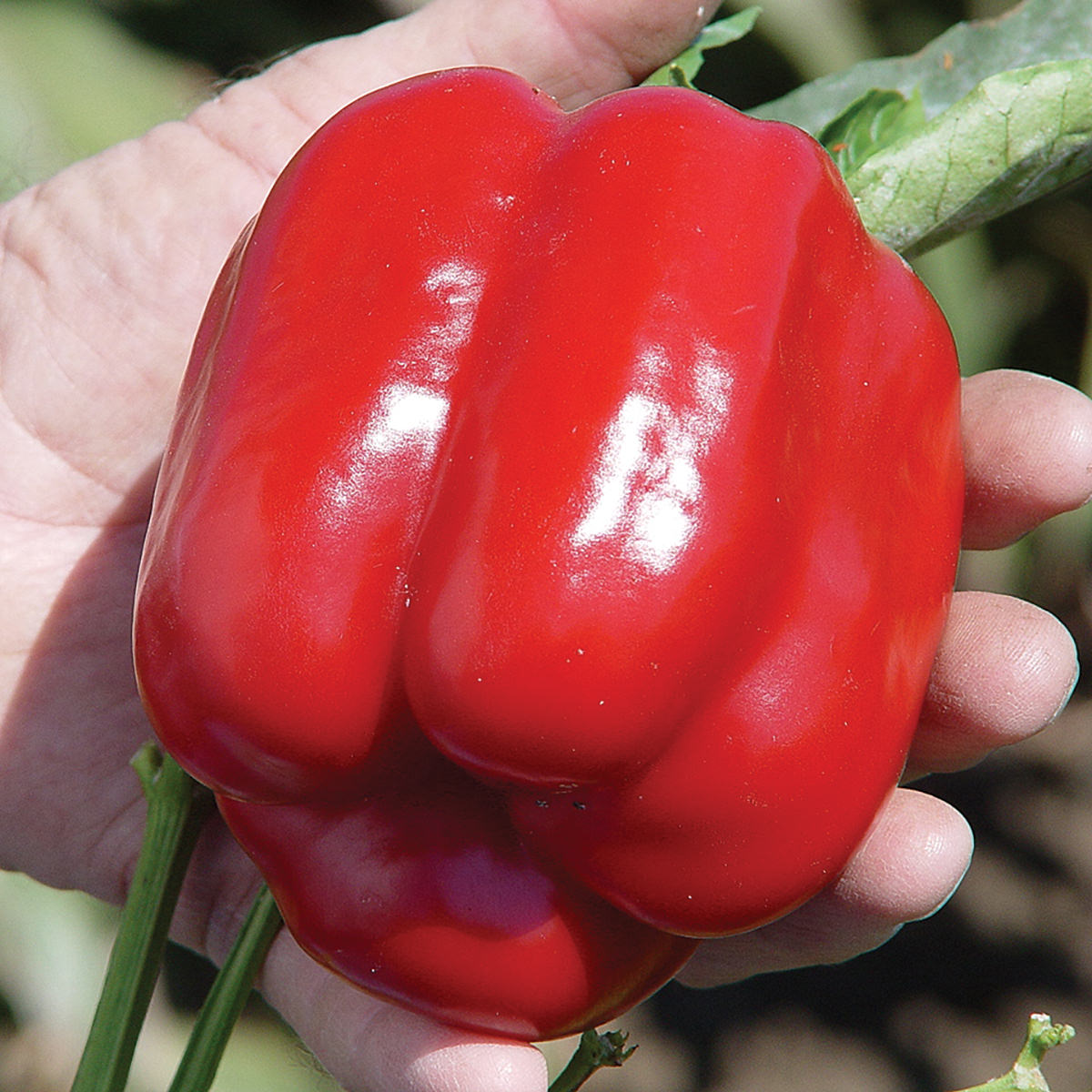 Cougar F1 Hybrid Sweet (Bell) Type Pepper Seeds