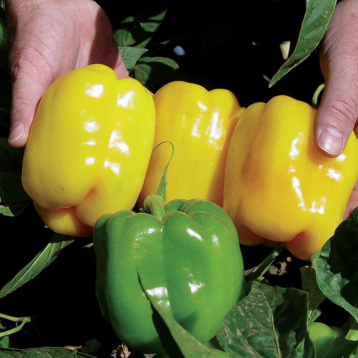 Tabby Improved F1 Hybrid Sweet (Bell) Type Pepper Seeds