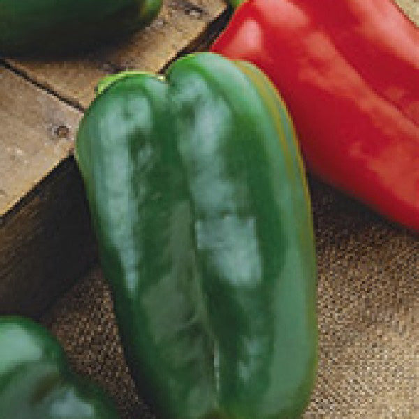 Big Bertha F1 Hybrid Sweet (Bell) Type Pepper Seeds