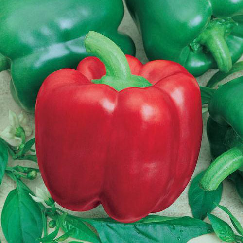 california wonder 300 tmr sweet pepper garden seeds California Wonder 300 TMR Sweet (Bell) Type Pepper Seeds