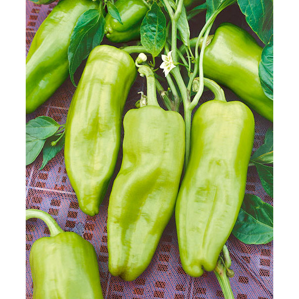 Cubanelle Sweet Fryer Sweet (Non Bell) Type Pepper Seeds
