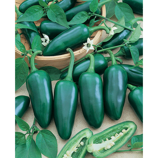 Certified Organic Jalapeño Pepper Seeds