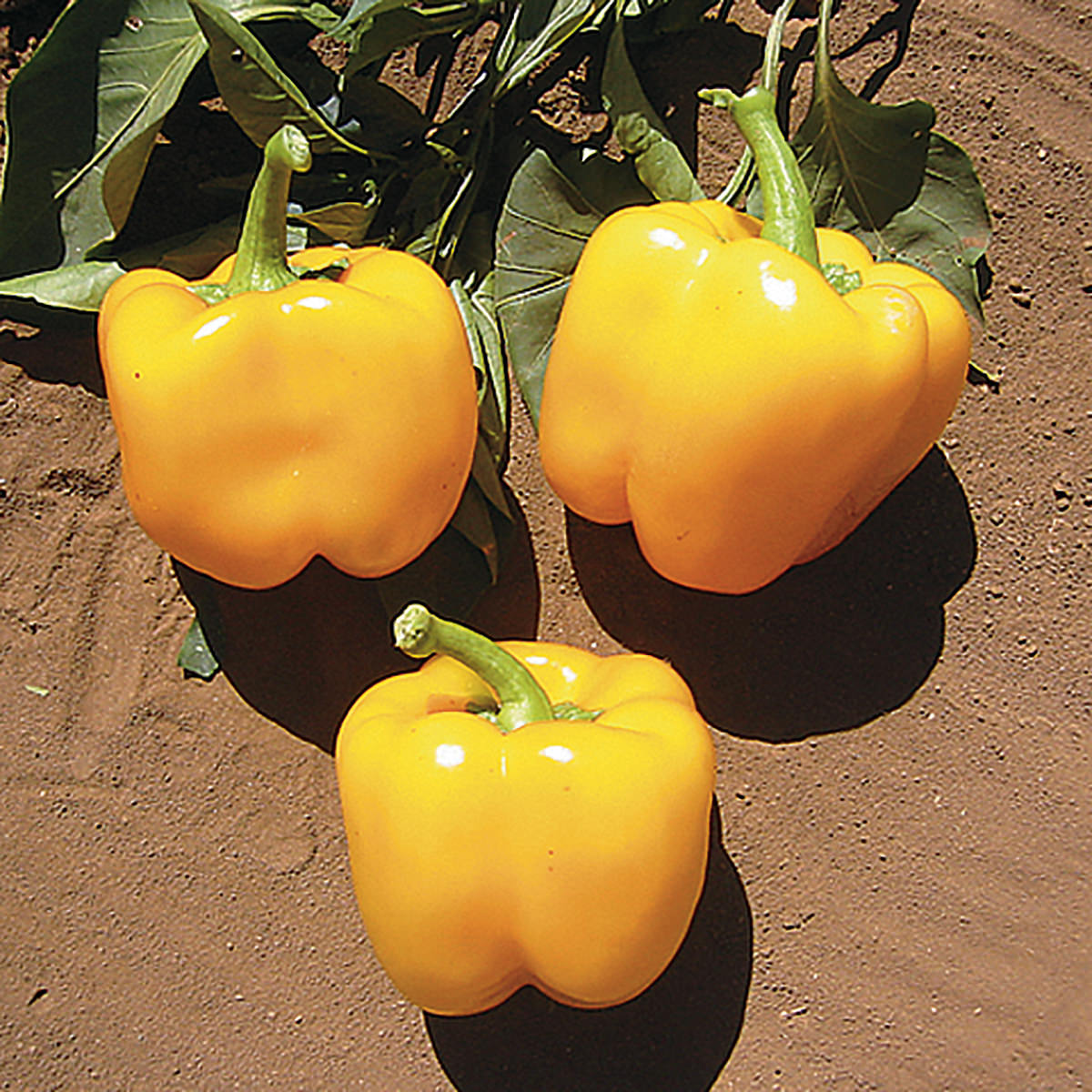 Golden Cal Wonder Sweet (Bell) Type Pepper Seeds