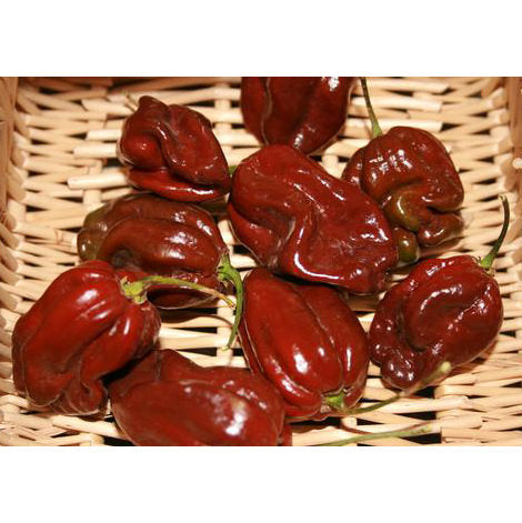 Habanero Chocolate Pepper Seeds