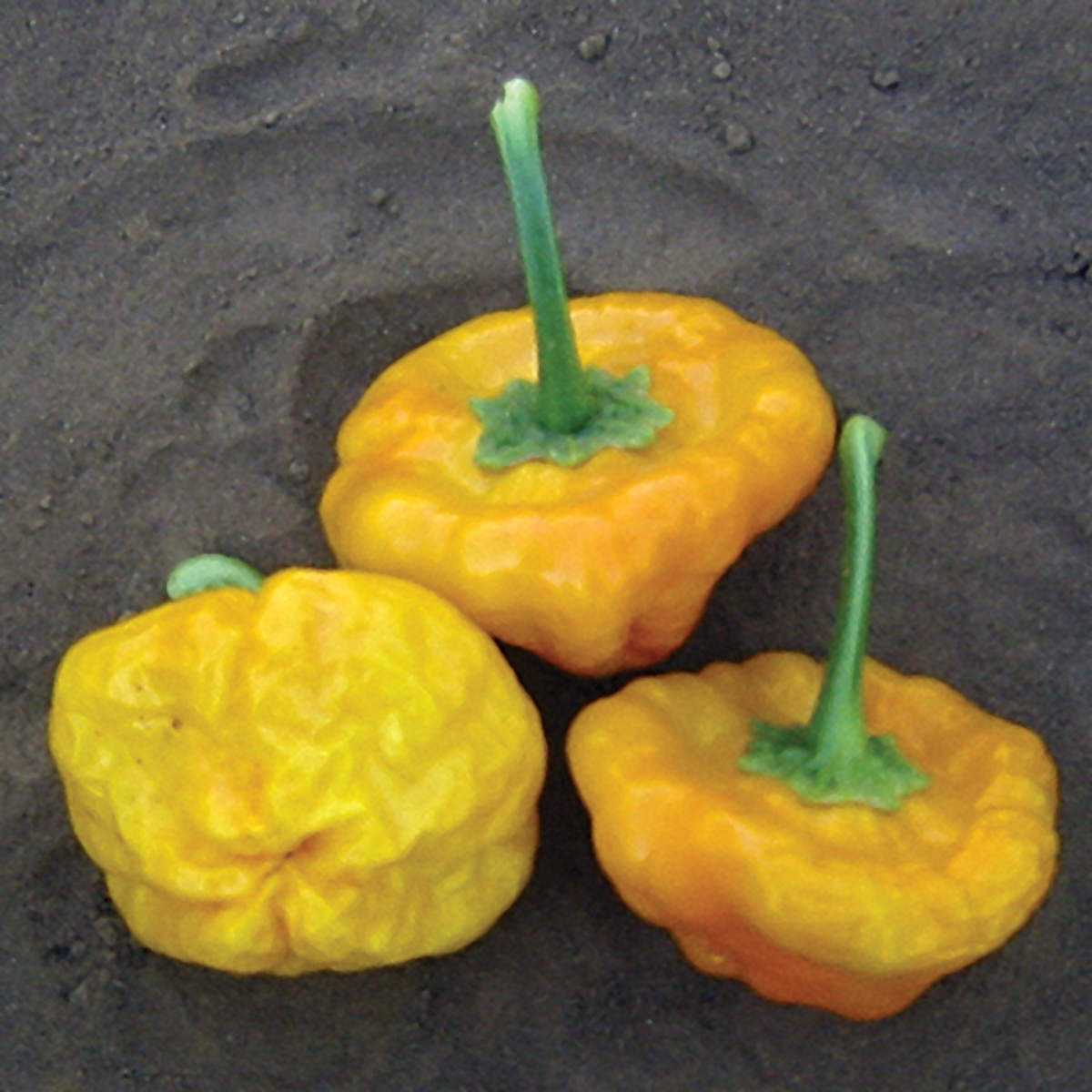 hot pepper plant seeds Jamaican Hot Yellow Pepper Seeds – NE SEED
