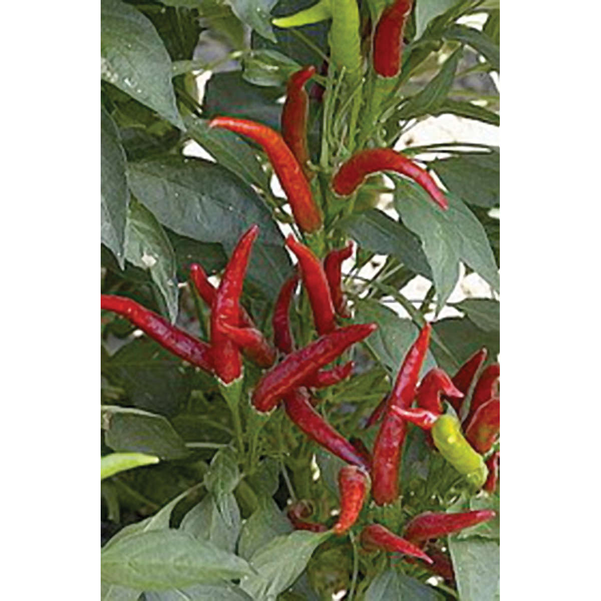 Thai Hot Culinary Pepper Seeds