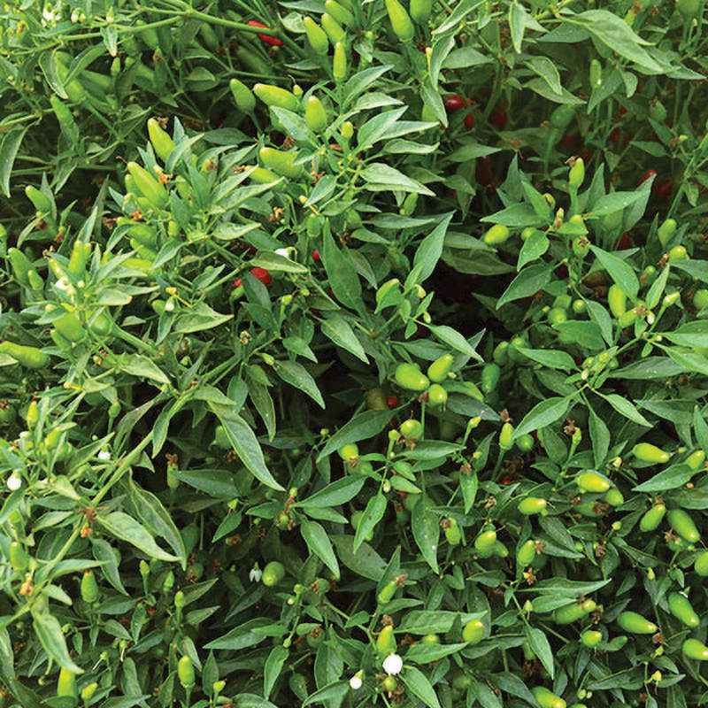 thai pepper seeds planting Thai Hot Ornamental Pepper Seeds – NE SEED