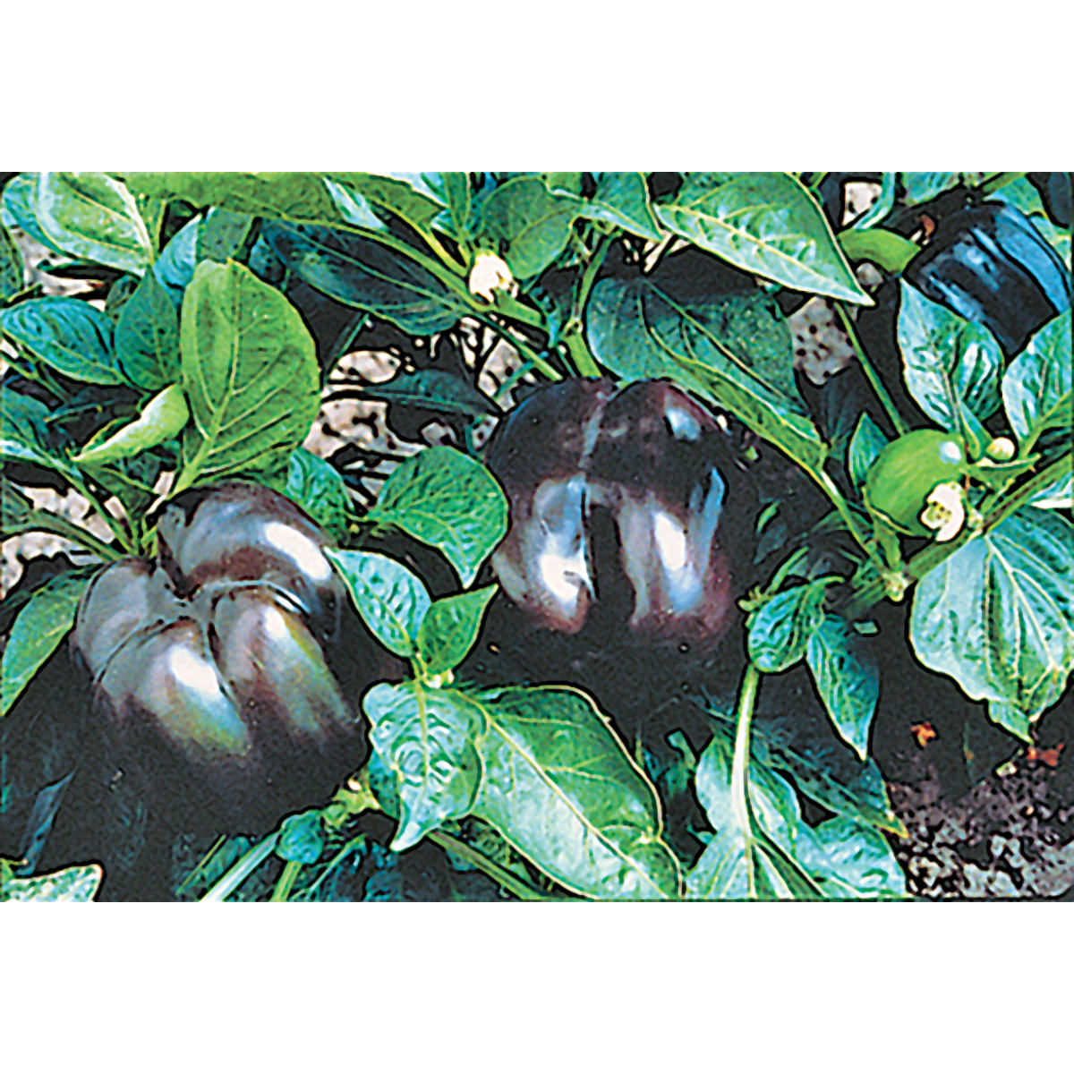 Purple Beauty Sweet (Bell) Type Pepper Seeds