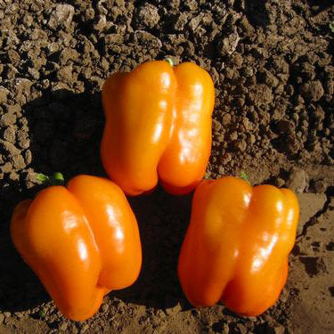 Orange Sun Sweet (Bell) Type Pepper Seeds