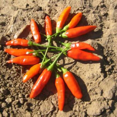 tobacco pepper Hot 'Tabasco' Seeds (Naturally Grown) 4 tall and loaded with slender 1 Tabasco Hot Pepper Garden Seeds