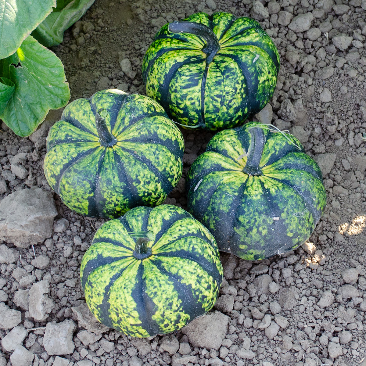 mini pumpkin seeds for planting Phantomita F1 Hybrid Pumpkin Seeds – NE SEED