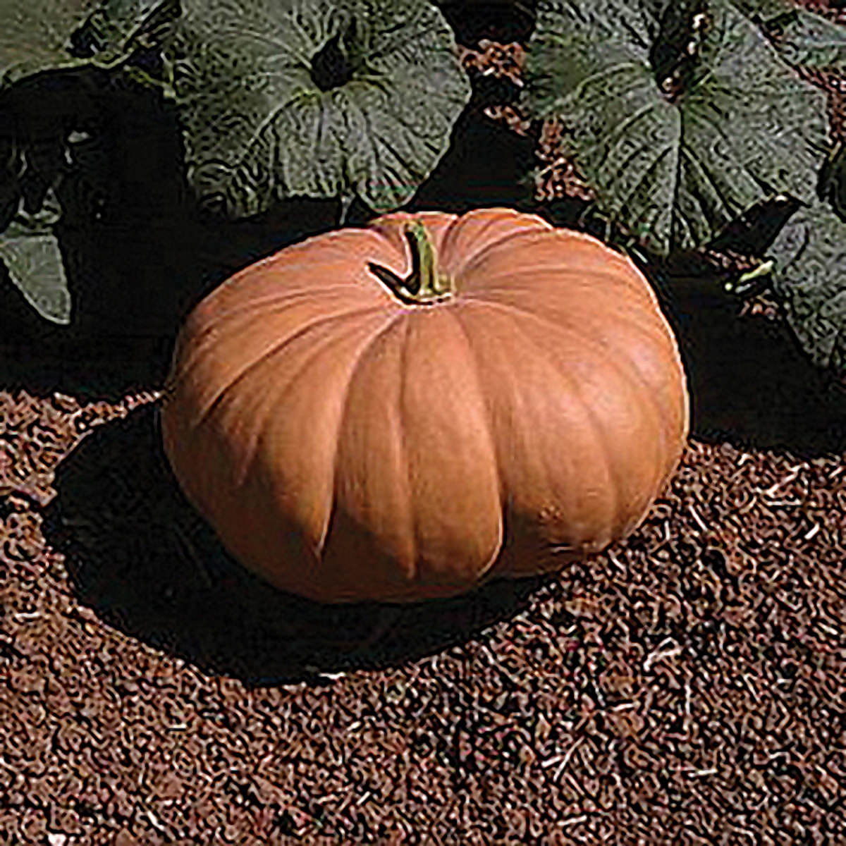 Autumn Buckskin F1 Hybrid Pumpkin Seeds