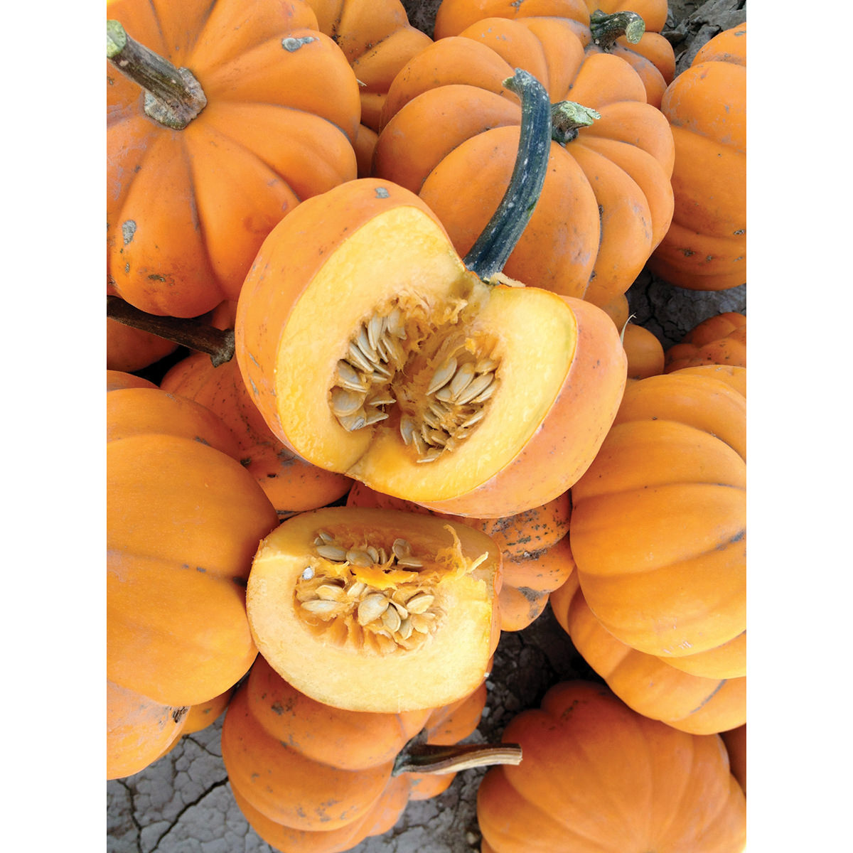 Orangita F1 Hybrid Pumpkin Seeds