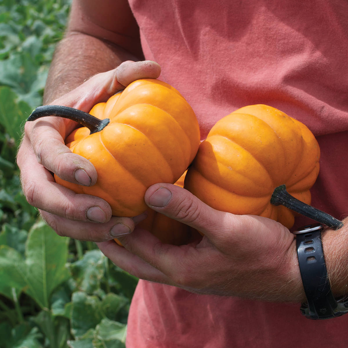 Orangita F1 Hybrid Pumpkin Seeds