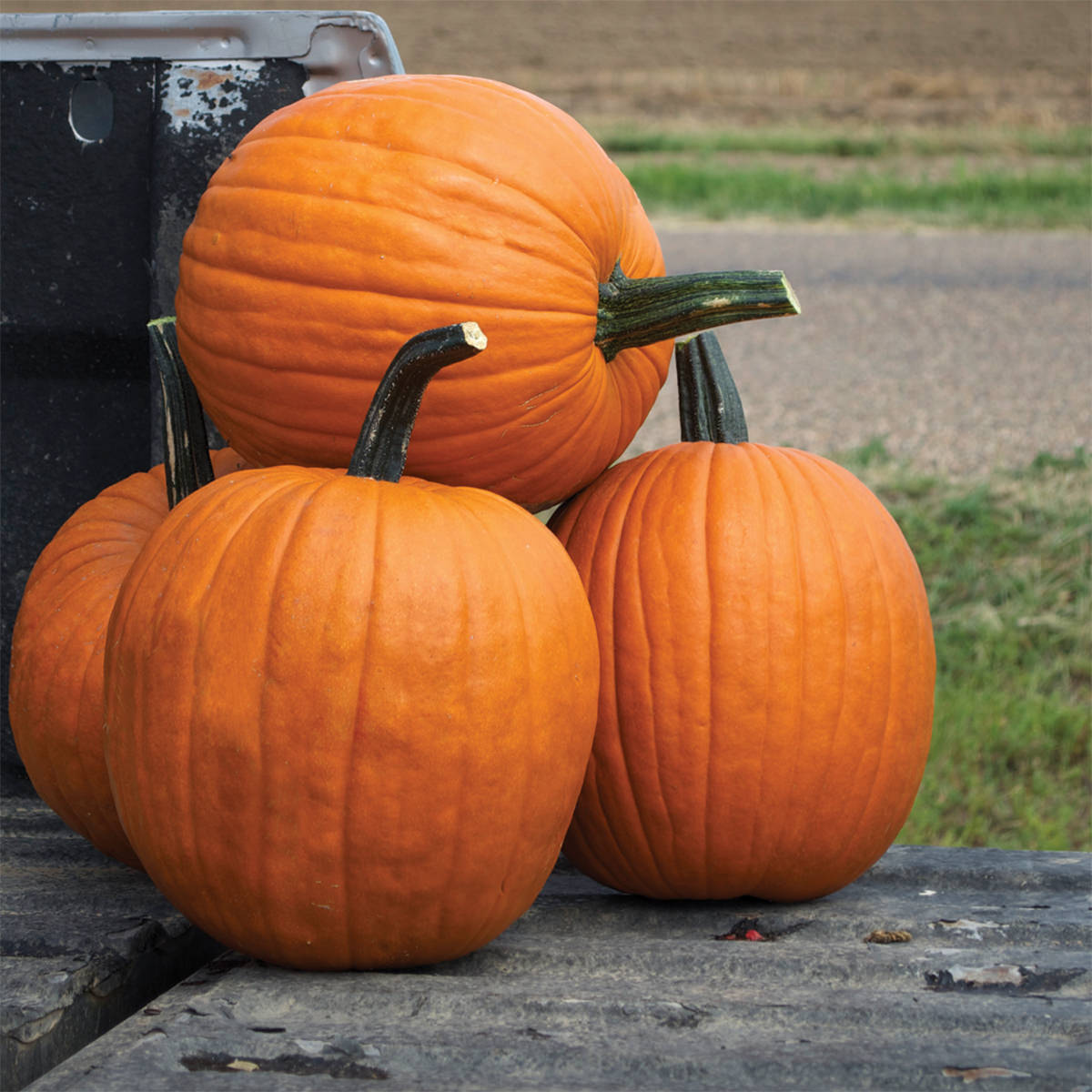 Scream II F1 Hybrid Pumpkin Seeds