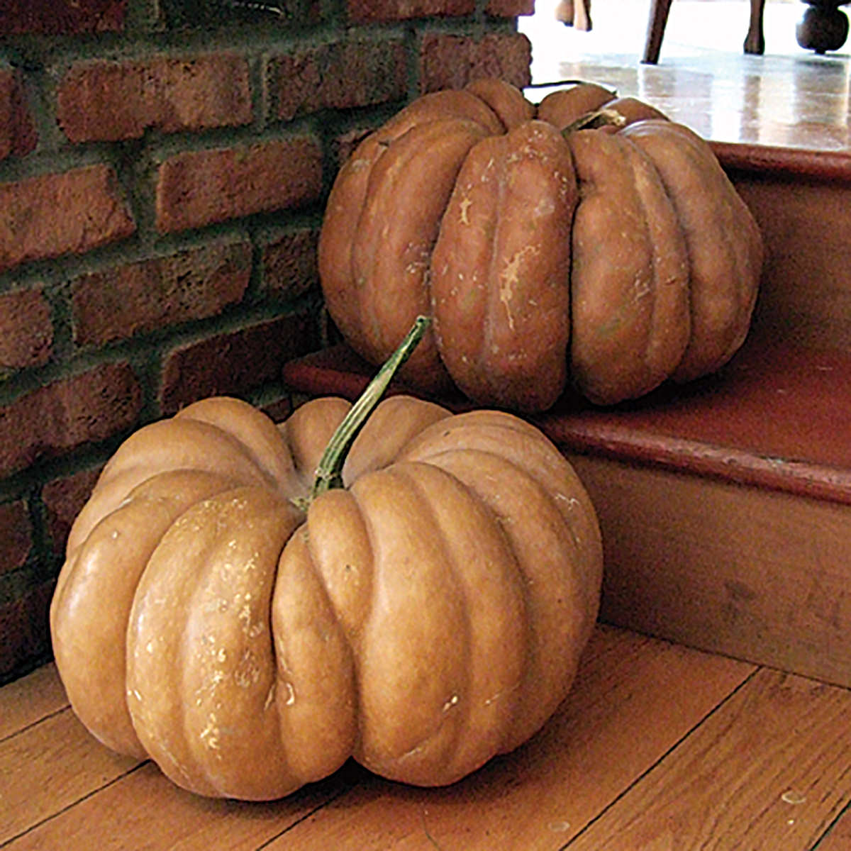 Fairytale Pumpkin Seeds