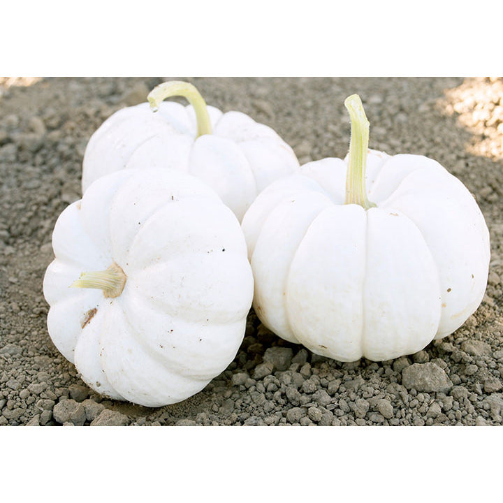 Gooligan PMT F1 Hybrid Pumpkin Seeds