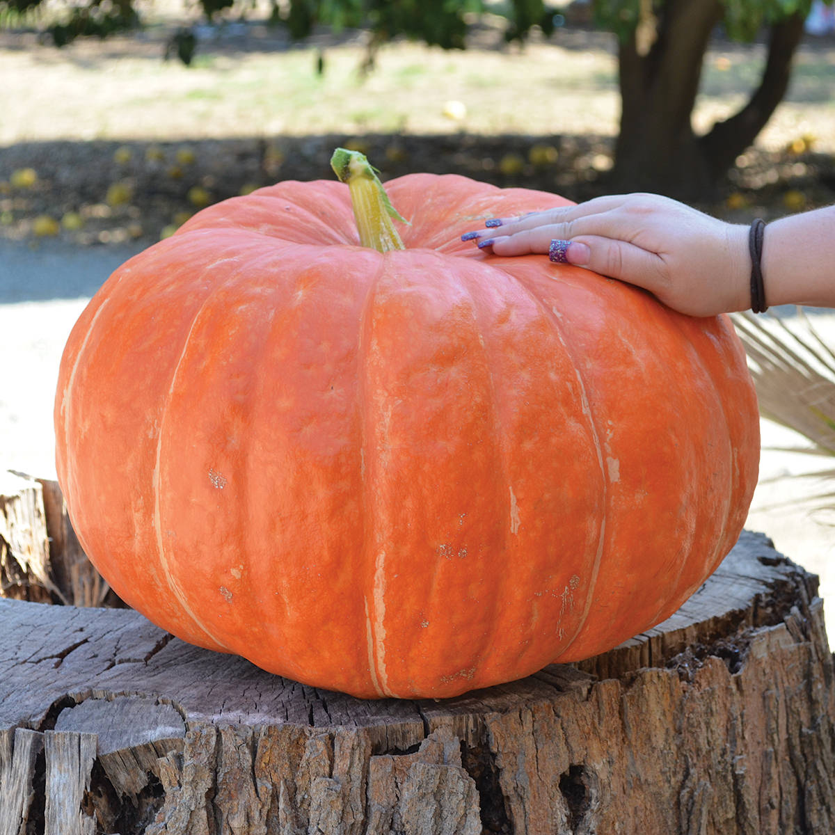 Ritz F1 Hybrid Pumpkin Seeds