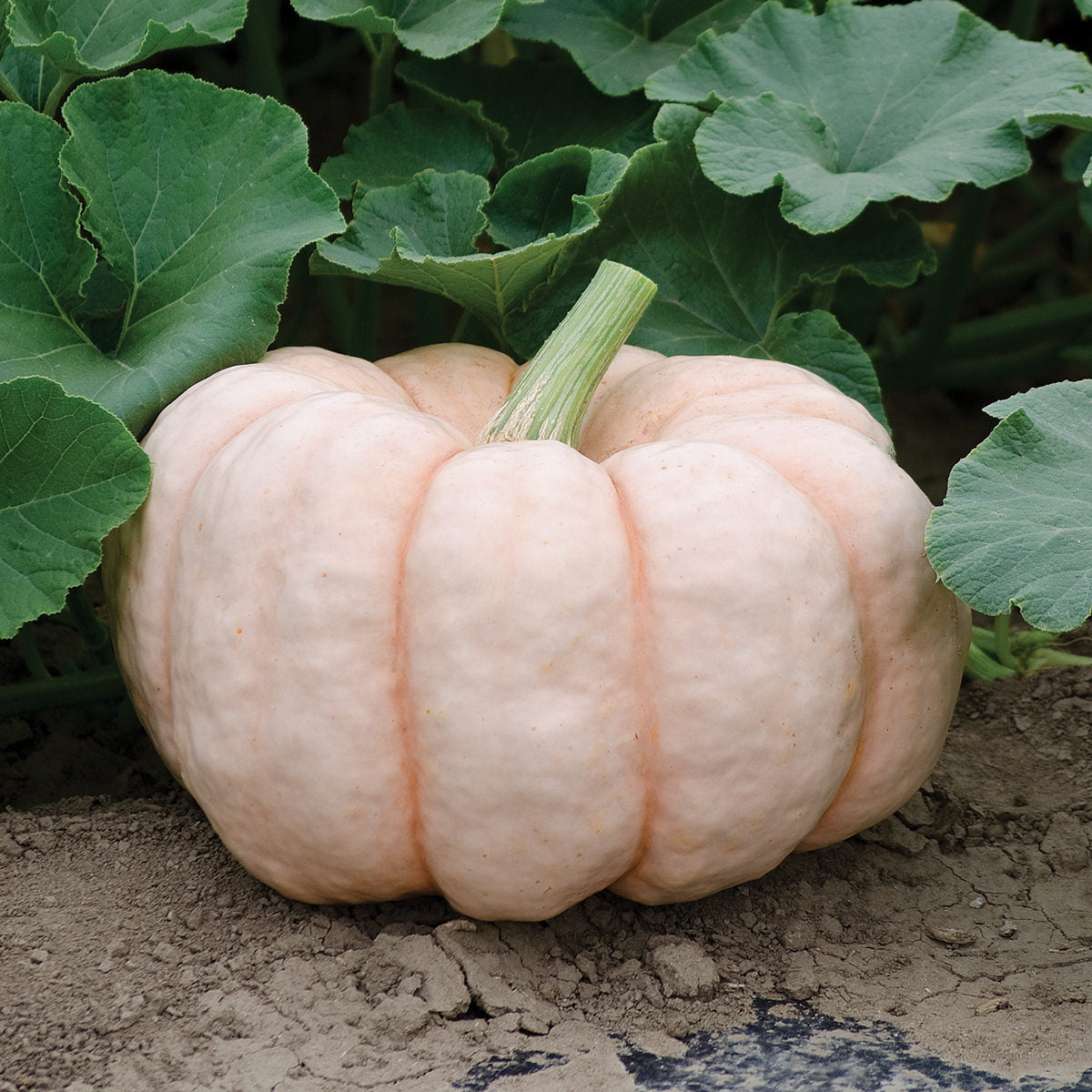 Porcelain Doll F1 Hybrid Pumpkin Seeds