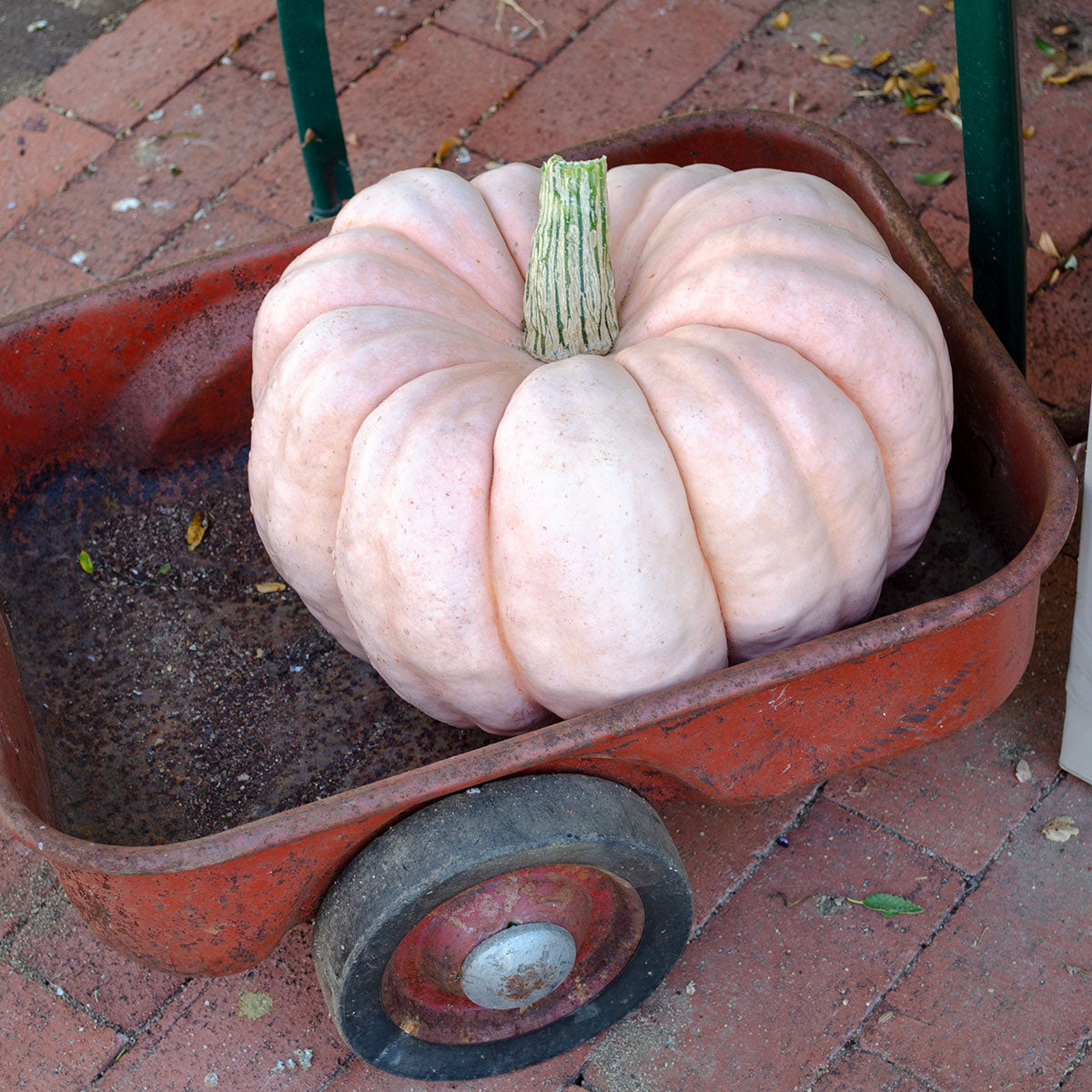 Porcelain Doll F1 Hybrid Pumpkin Seeds