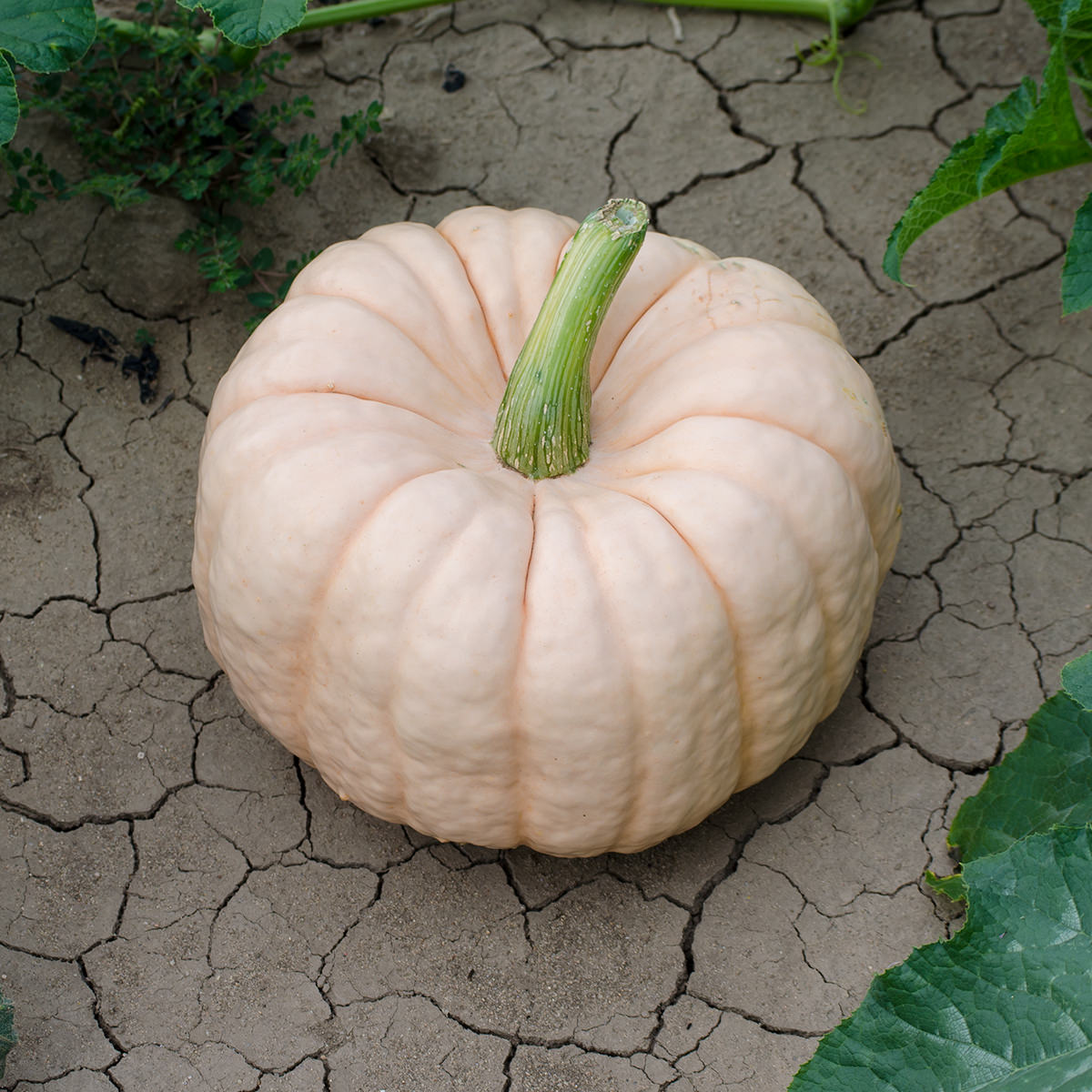 Porcelain Doll F1 Hybrid Pumpkin Seeds