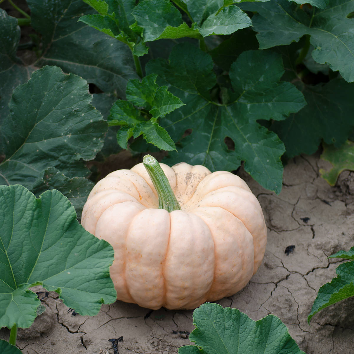 Porcelain Doll F1 Hybrid Pumpkin Seeds