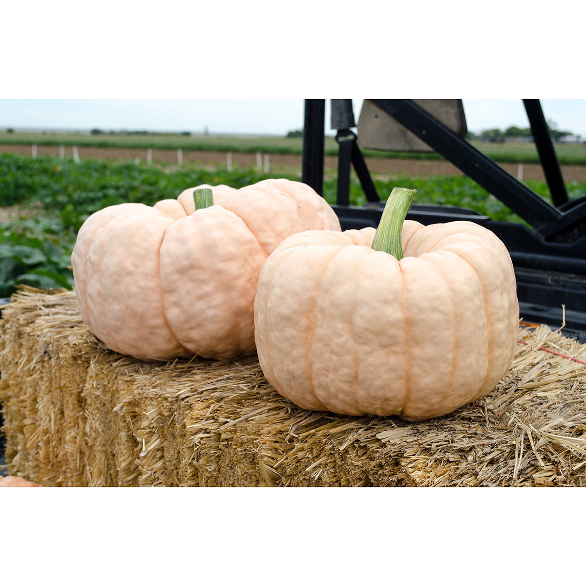 Porcelain Doll F1 Hybrid Pumpkin Seeds