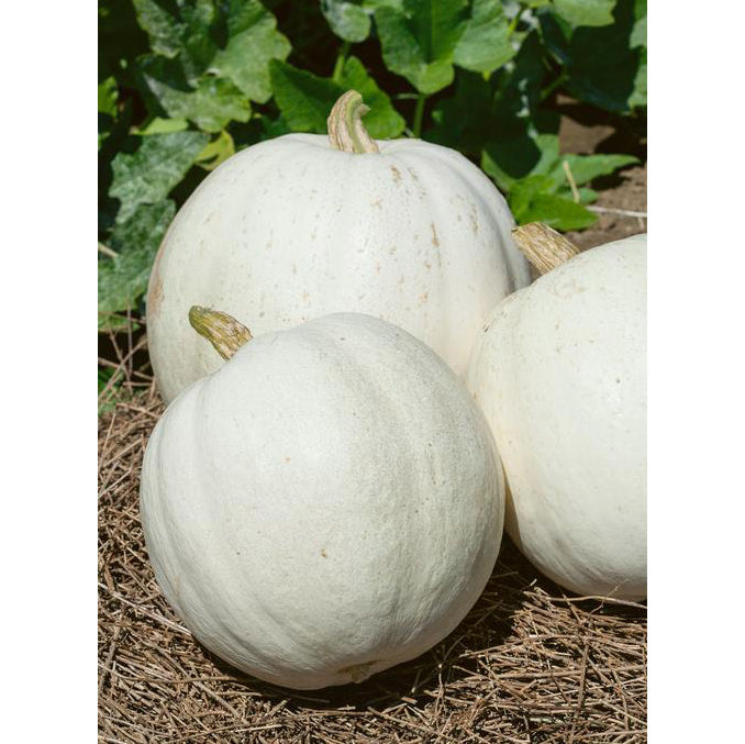 Casper Pumpkin Seeds