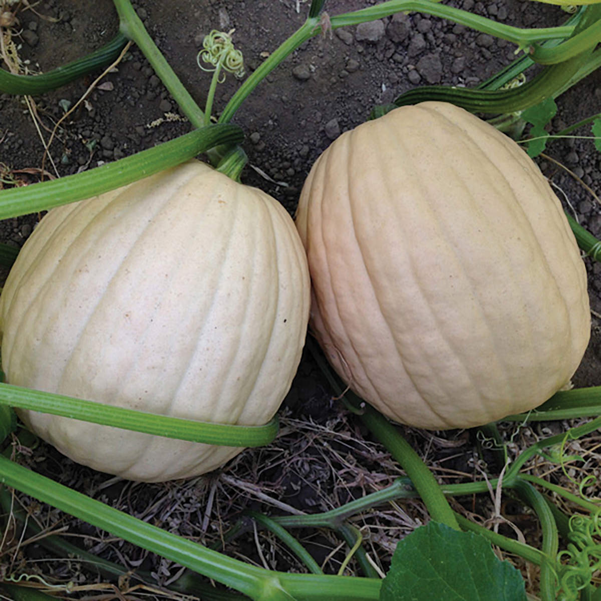 Tandy F1 Hybrid Pumpkin Seeds