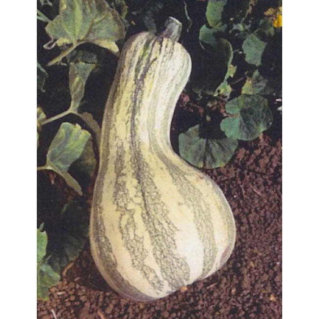 Cushaw Green Striped Pumpkin Seeds