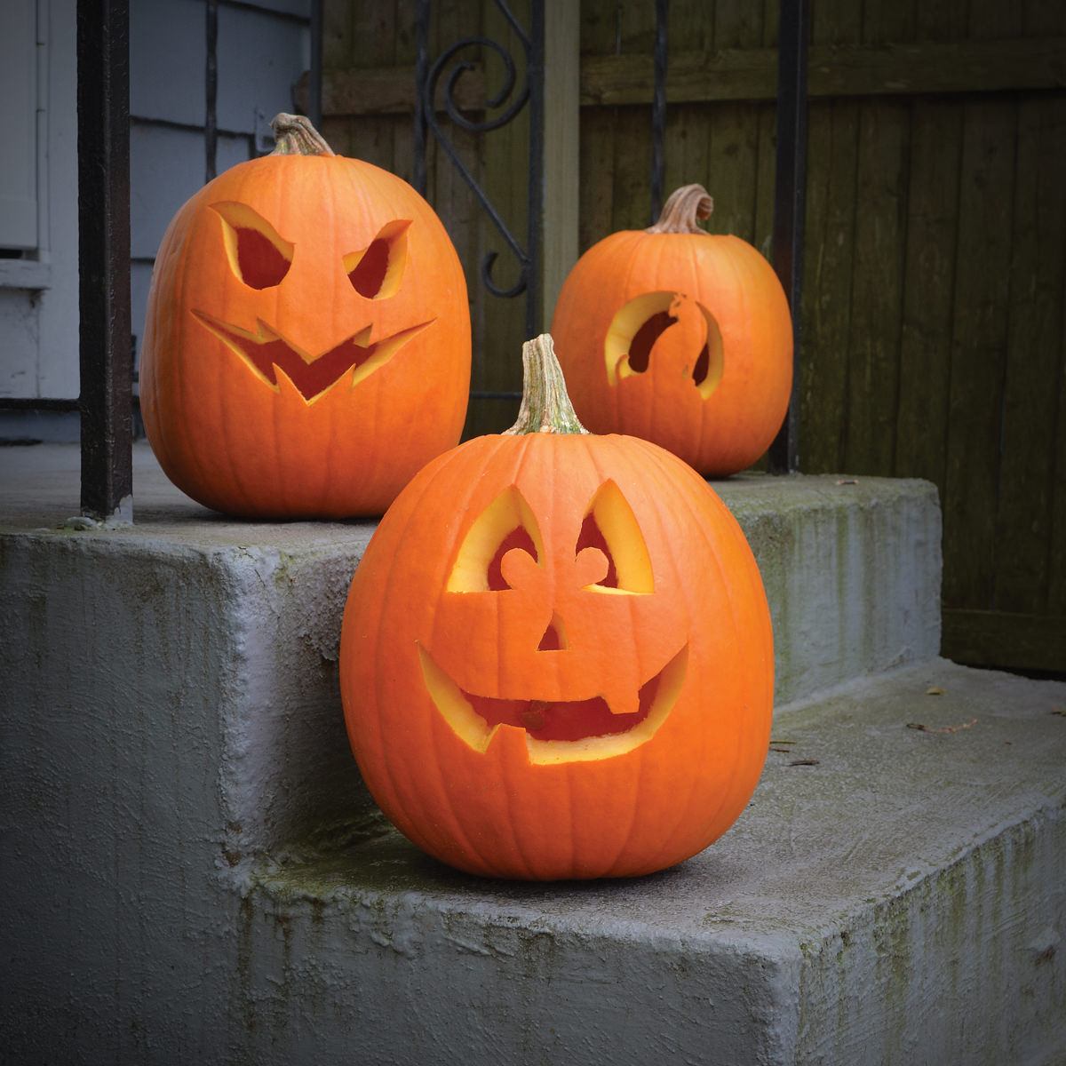 Jack O'Lantern Pumpkin Seeds