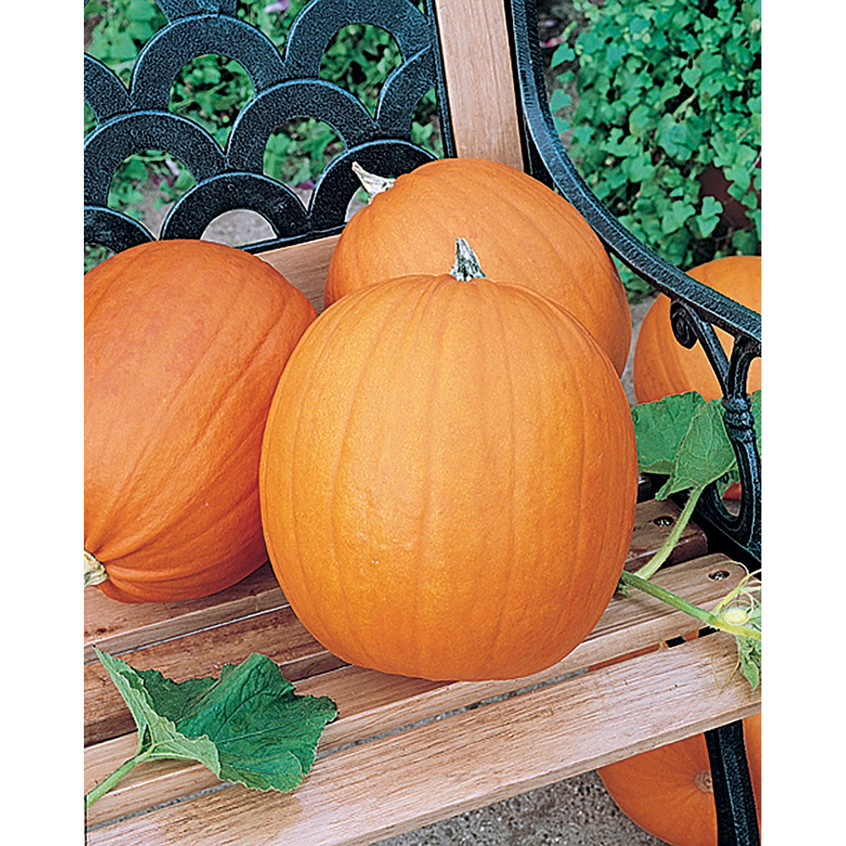 Hobbit PMR F1 Hybrid Pumpkin Seeds