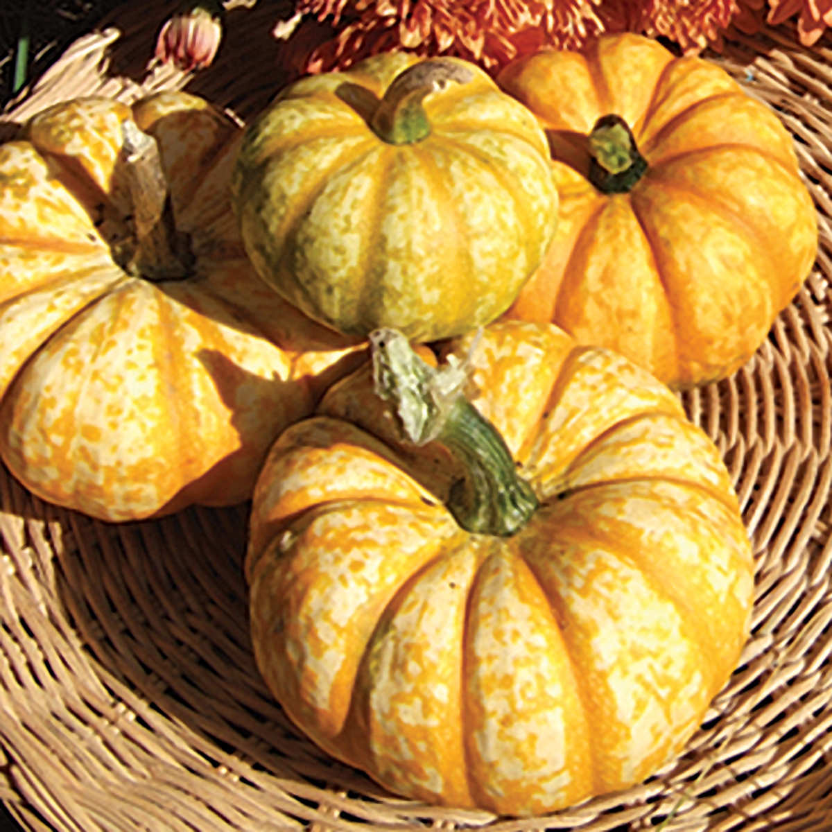 Hooligan PMT F1 Hybrid Pumpkin Seeds