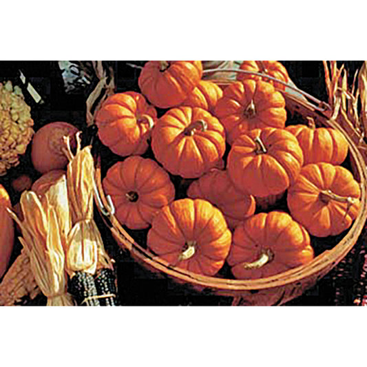 Jack Be Little Pumpkin Seeds
