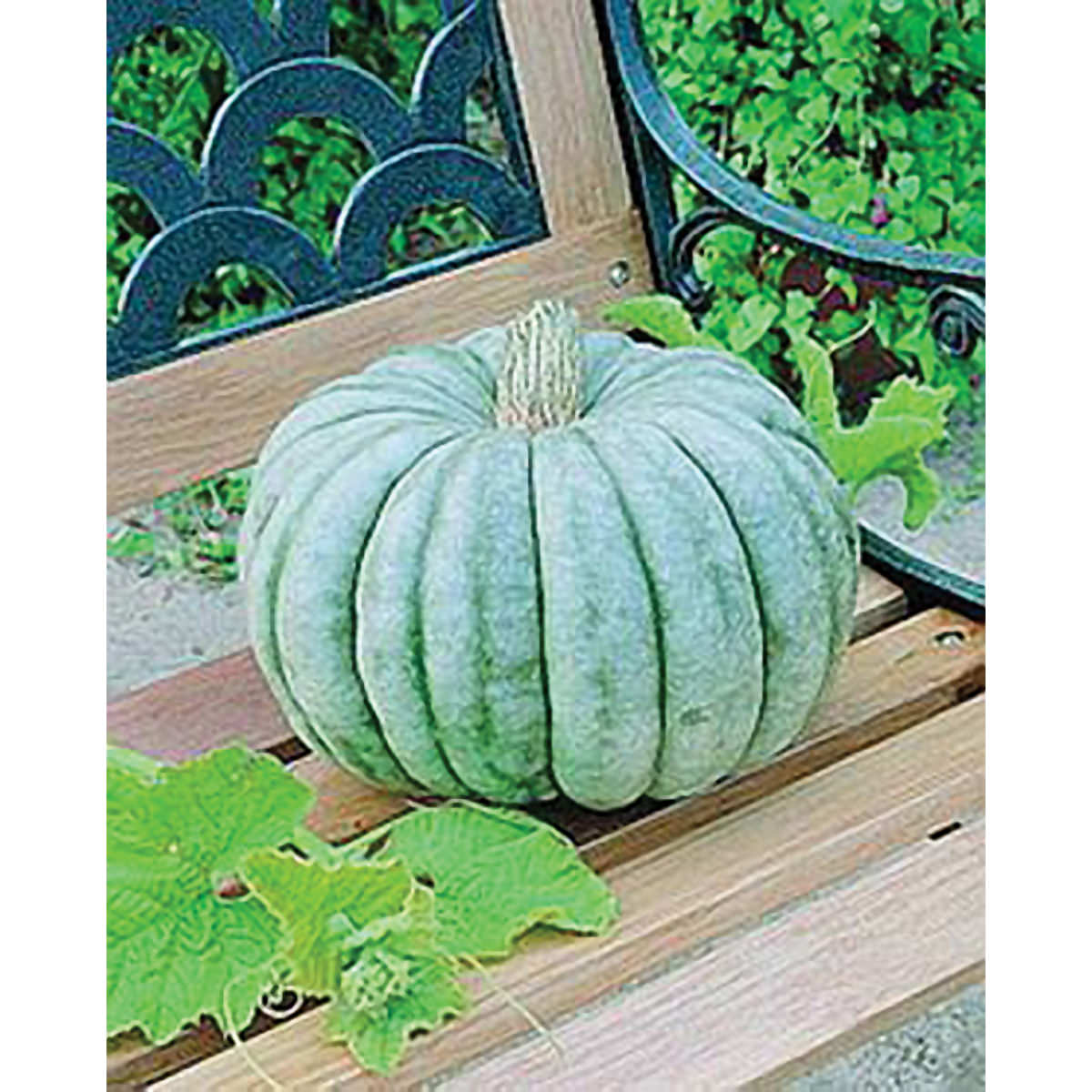 Jarrahdale Pumpkin Seeds