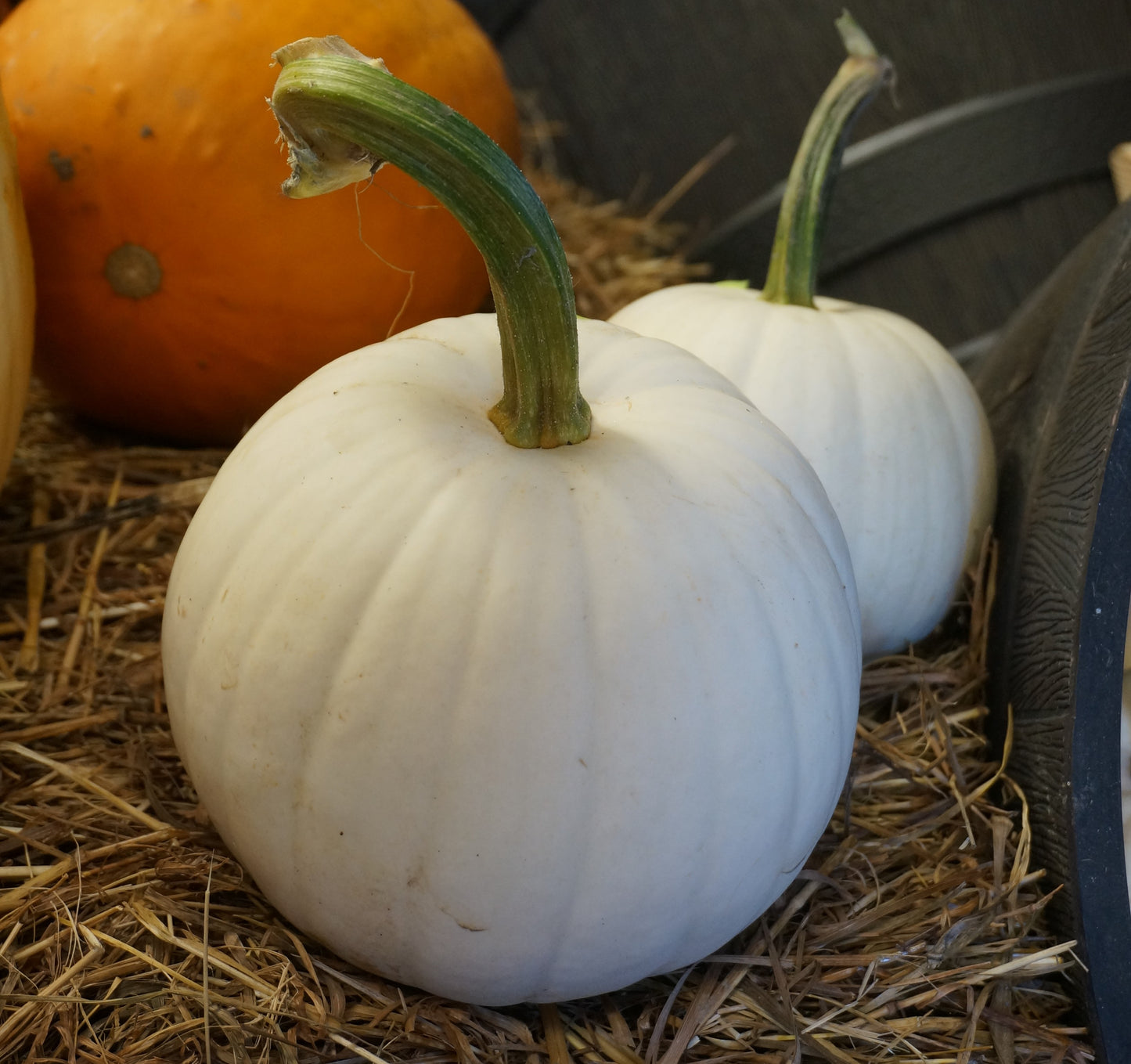 Stella Luna F1 Hybrid Pumpkin Seeds