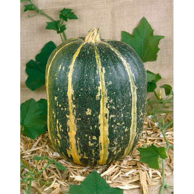 Tours Pumpkin Seeds