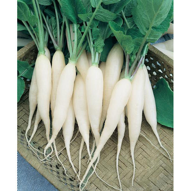 White Icicle Summer Radish Seeds