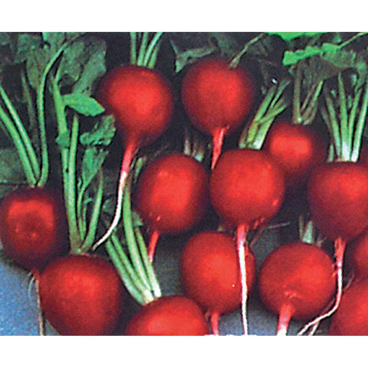 planting cherry belle radish seeds Certified Organic Cherry Belle Summer Radish Seeds