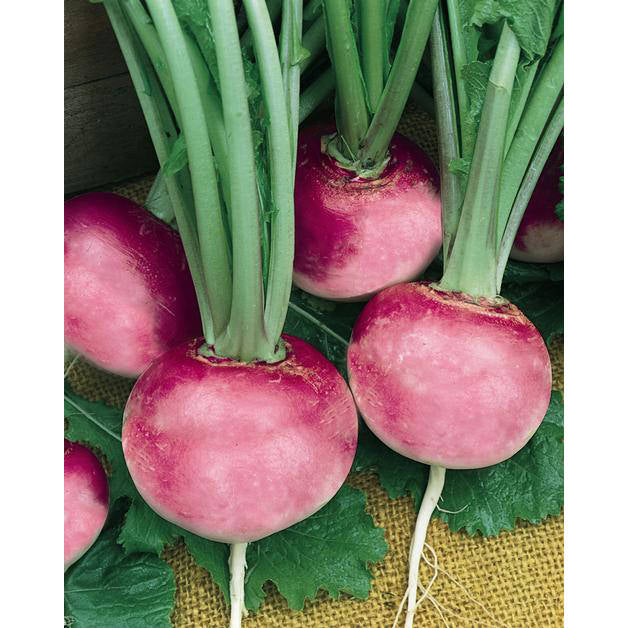 Pink Beauty Summer Radish Seeds