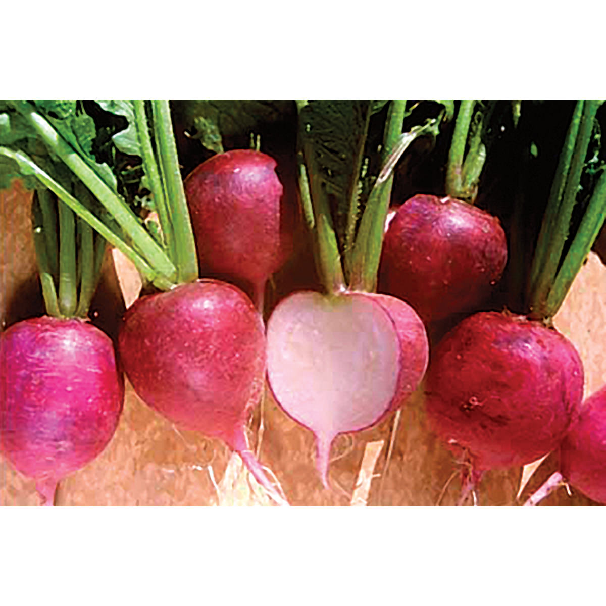 Purple Plum Summer Radish Seeds