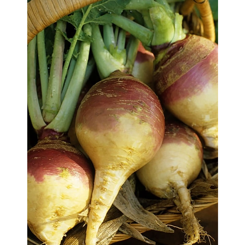 Improved Purple Top Yellow Rutabaga Seeds